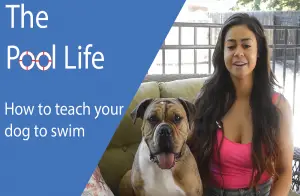 How to Teach Your Dog to Swim