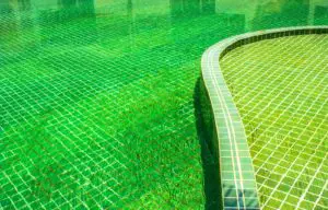 Read more about the article Why Is My Pool Green & How Do I Clean It?