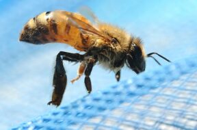 How to Keep Bees and Wasps Away from Your Swimming Pool