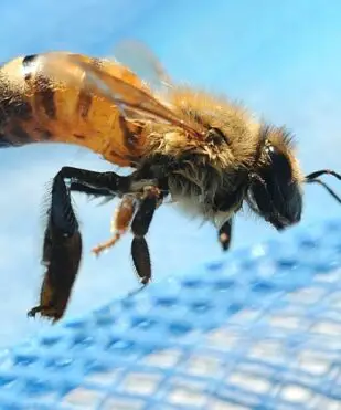 How to Keep Bees and Wasps Away from Your Swimming Pool