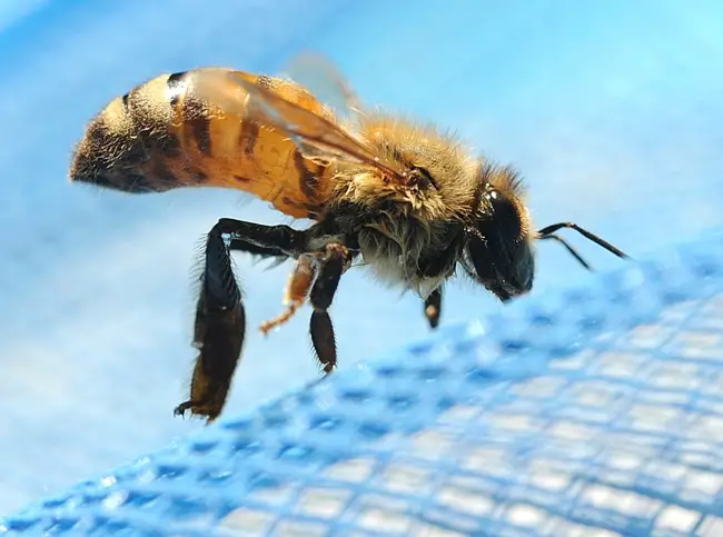 a close up of a bee