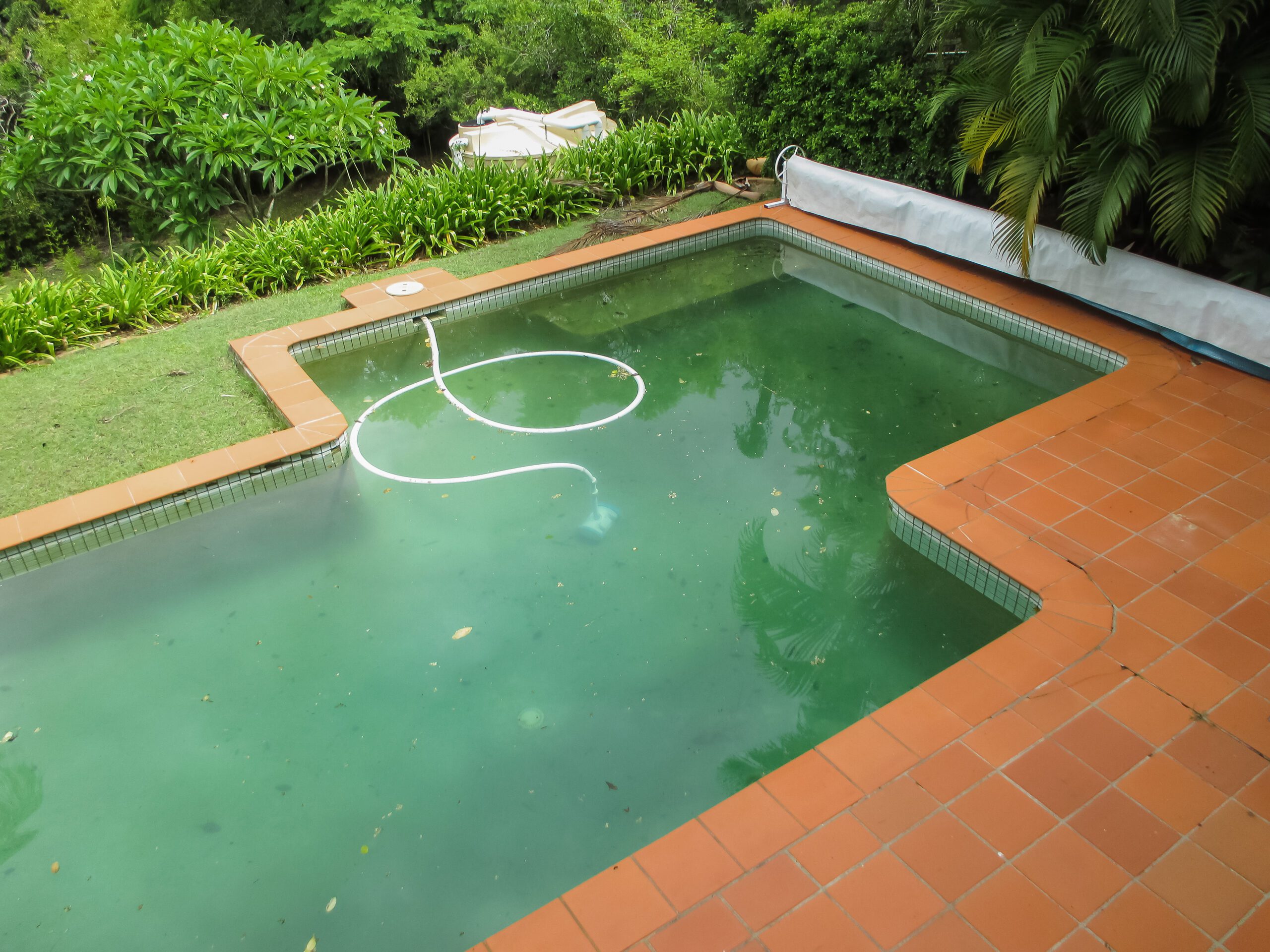 Swimming Pool Algae: What it is and How to Remove It